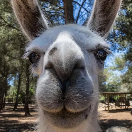Can Llamas Rent Per Week Feriehus *