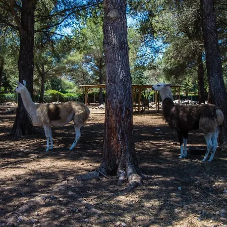 Can Llamas Rent Per Week * Pollença