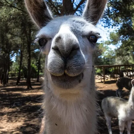 Holiday home Can Llamas Rent Per Week *