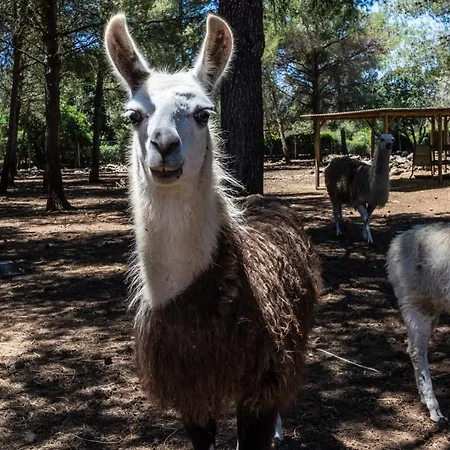 Holiday home Can Llamas Rent Per Week